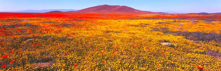 Fine Art Panorama Landscape Photography Glorious Fieid of Poppies and Goldfieids, Antelope Valley Calif.